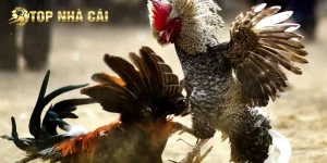Đá Gà Philippines – Đấu Trường Cựa Dao Đỉnh Cao Hiện Nay